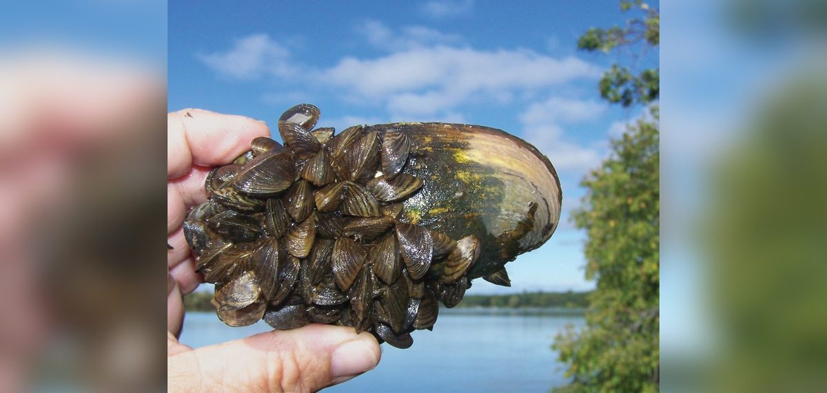 Zebra mussels encrusting a shell