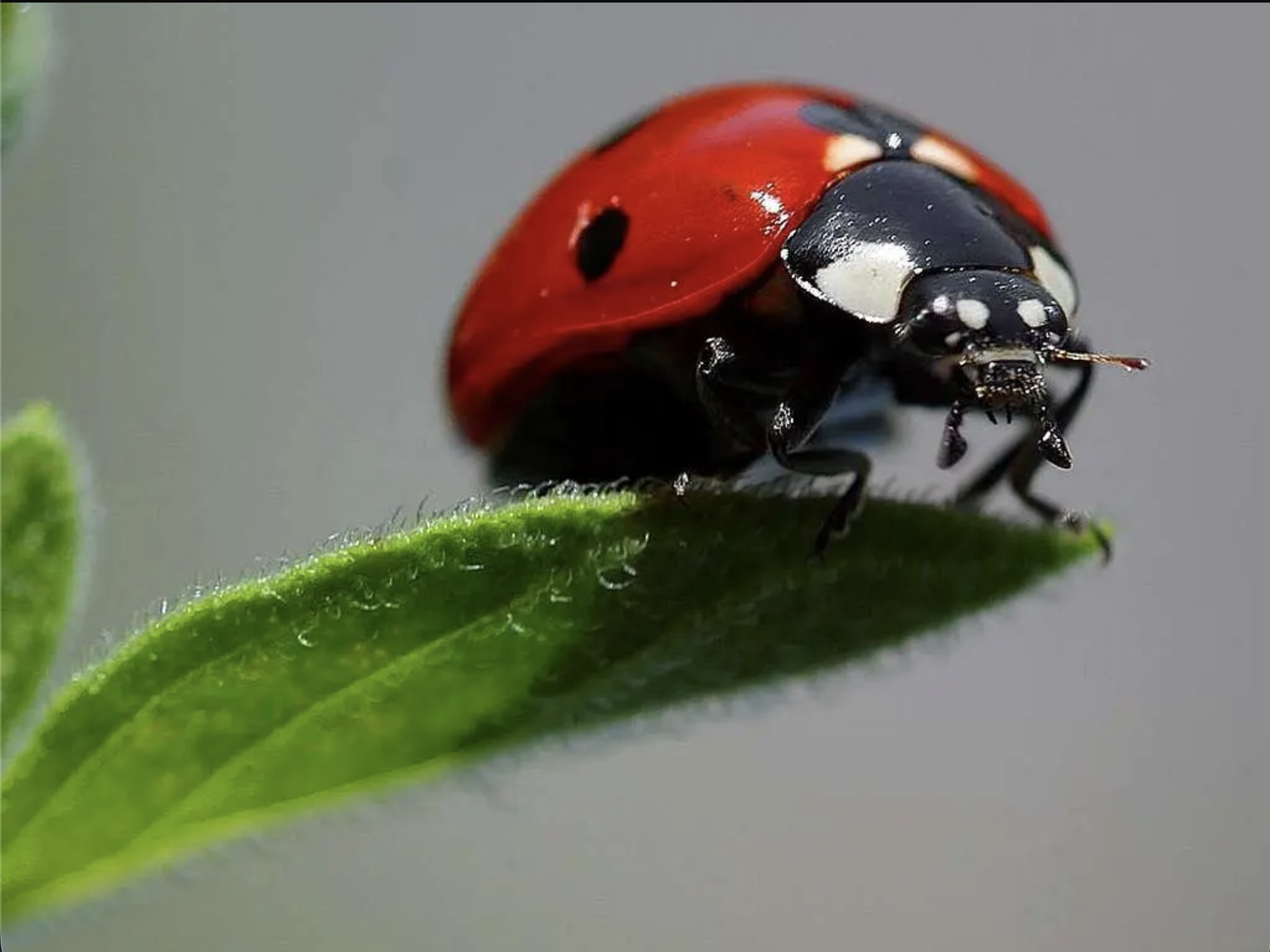 Ladybug on a leaf — life science field research